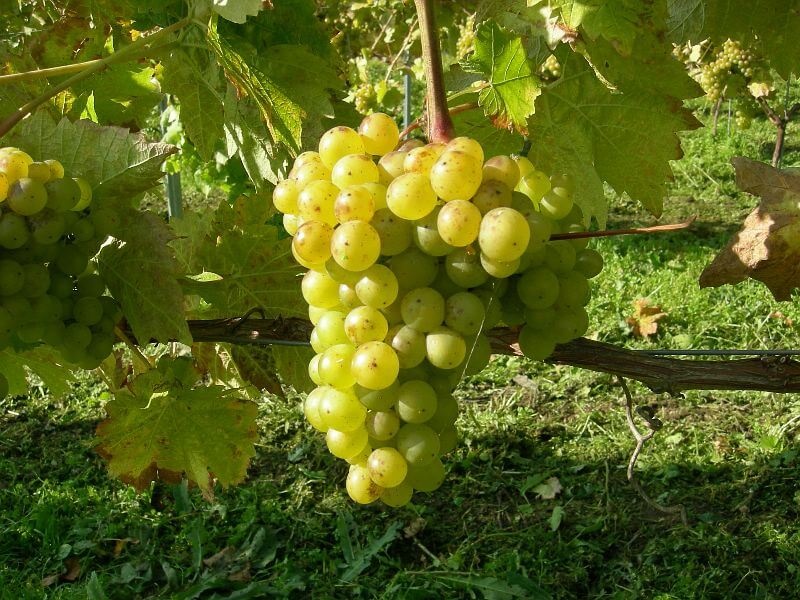 close up of Vidal grape cluster