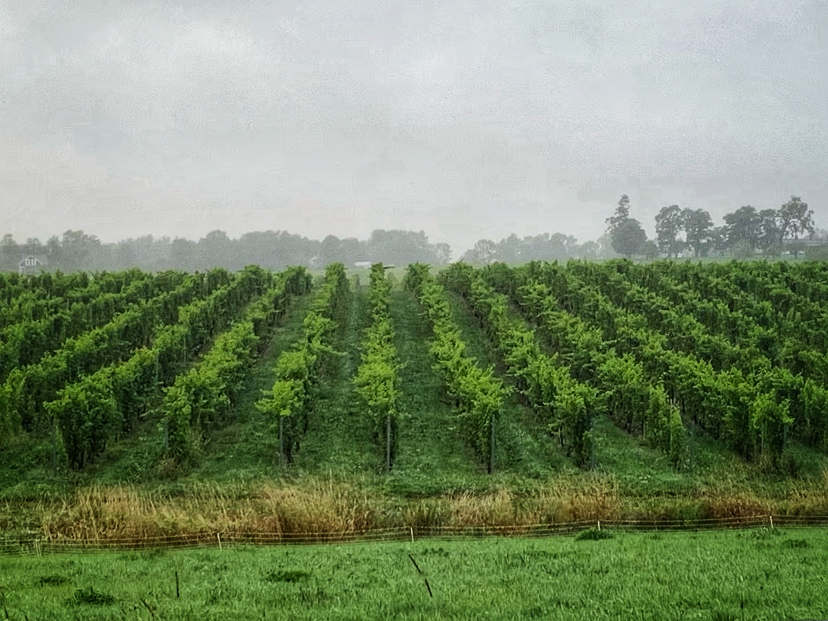 cloudy skies over vineyard